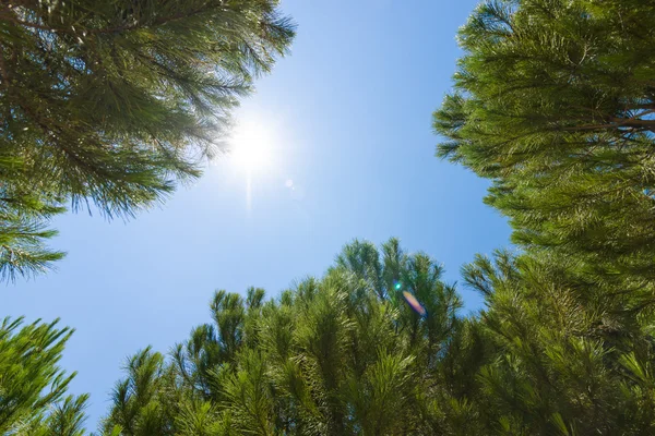 Jehličnaté stromy proti obloze — Stock fotografie