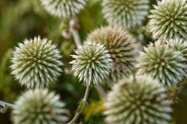 The plant of Echinops sphaerocephalus. Background. clipart