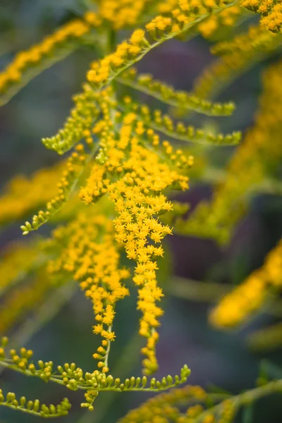 Flowering Solidago gigantea — Stock Photo, Image