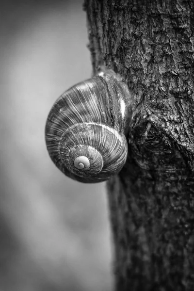 Snail on the tree. Black and white. — Stock Photo, Image