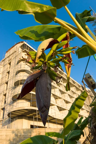 Banana flower on the background of the new building. — Stock Photo, Image
