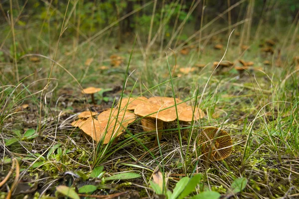 Champignons d'automne . — Photo