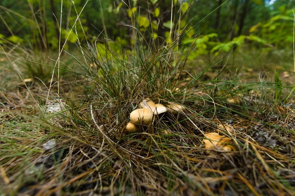 Funghi d'autunno . — Foto Stock
