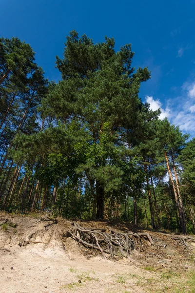 Du pin à flanc de colline. Des racines sortent du sol . — Photo