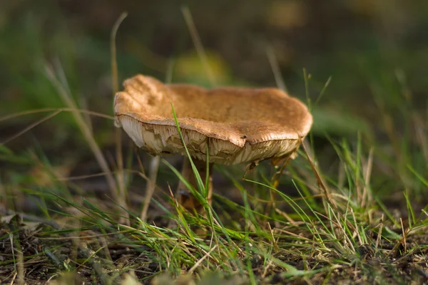 Champignons d'automne . — Photo