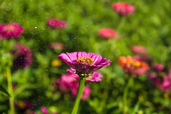 Gerbera flores e gotas de água no ar . — Fotografia de Stock