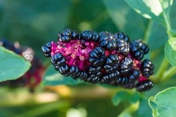 Phytolacca acinosa follaje y fruta —  Fotos de Stock