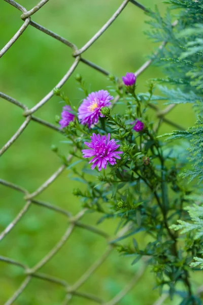 Een bloem van Aster (nieuw novi-belgii) — Stockfoto