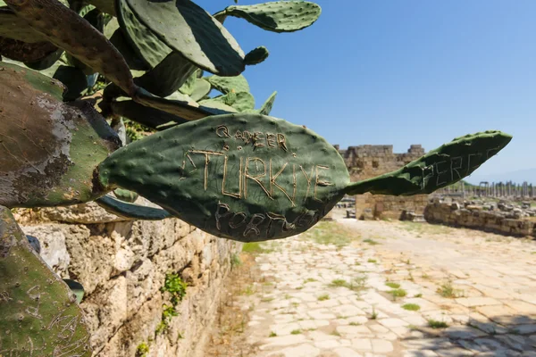 Cactus. De gebeeldhouwde inscriptie: Turkije. — Stockfoto