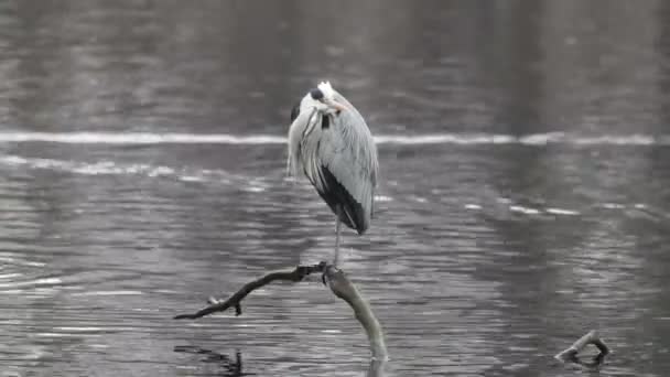 회색 헤론 (Ardea cinerea) 서 호수 가운데 한쪽 다리에. — 비디오