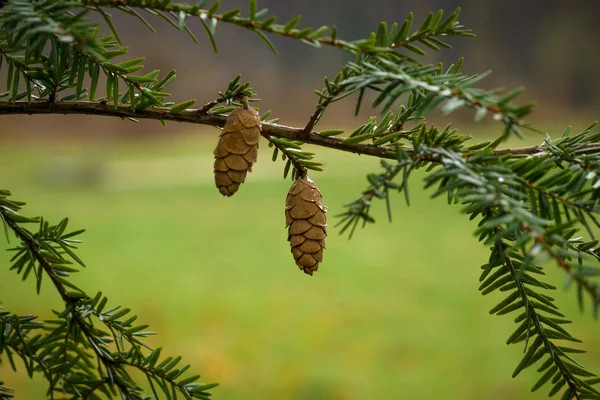 Fir branches and cones in raindrops. — Stock Photo, Image