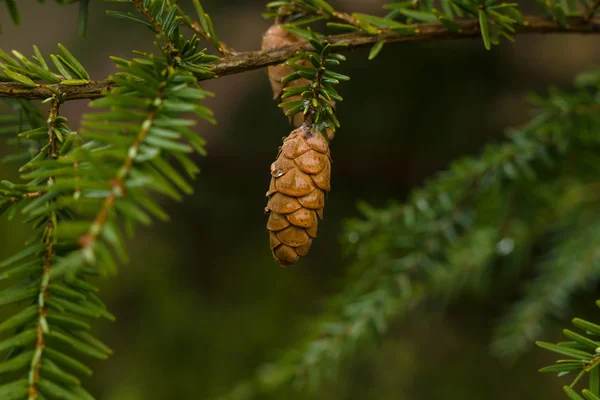 Fir branches and cones in raindrops. — Stock Photo, Image