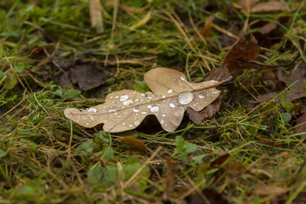 Dry oak leaf with drops of rain. — Stock Photo, Image
