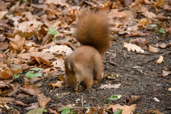 Eurasian red squirrel (Sciurus vulgaris) — Stock Photo, Image