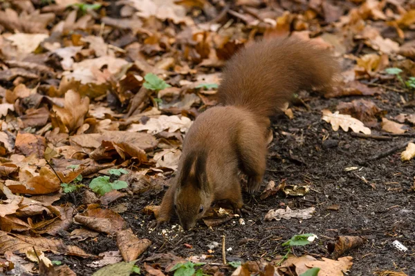 Eurasian red squirrel (Sciurus vulgaris) — Stock Photo, Image