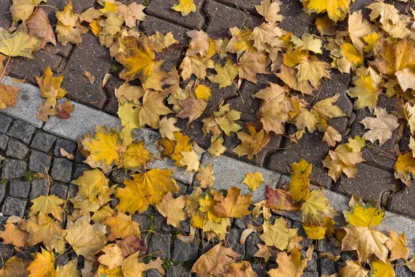 Fallen yellow leaves on the pavement. — Stock Photo, Image