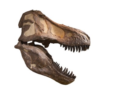 tyrannosaurus kafatası üzerinde beyaz izole 