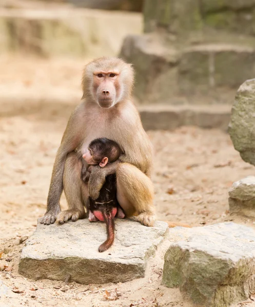 Adult hamadryas baboon with baby — Stock Photo, Image