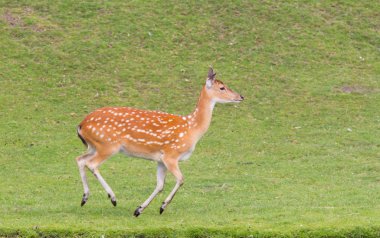 Sika geyiği (Cervus Nippon) çalışan
