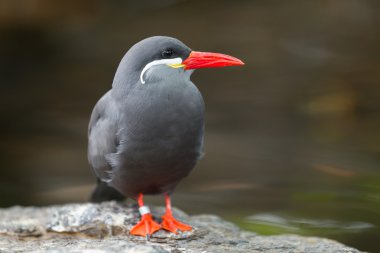 Bir İnka Terninin Portresi