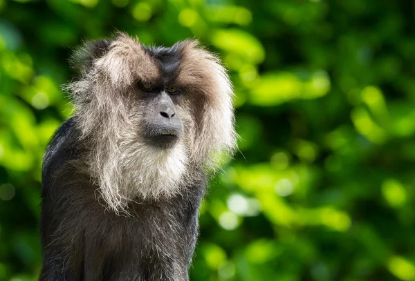Lew stronne macaque portret — Zdjęcie stockowe