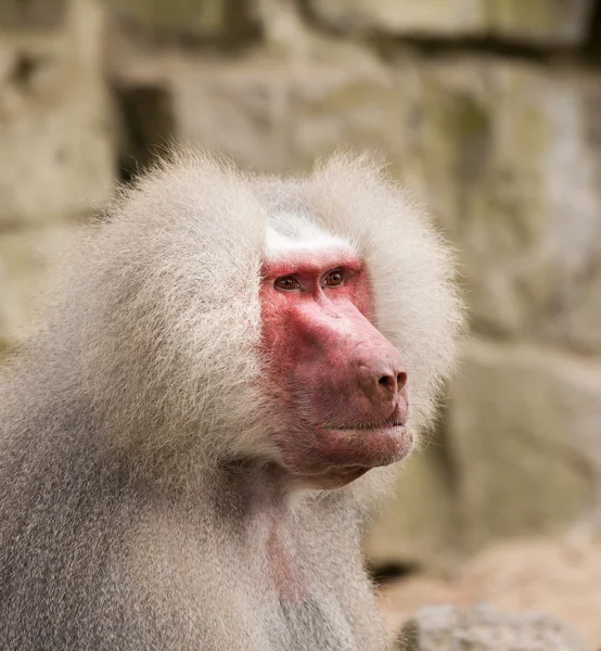 Male hamadryas baboon portrait — Stock Photo, Image