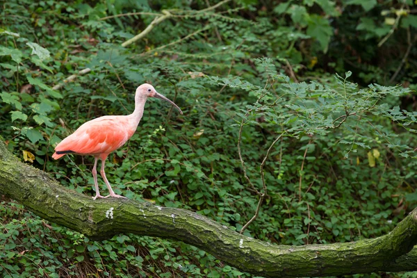 Scarlet ibis stojící na větvi — Stock fotografie