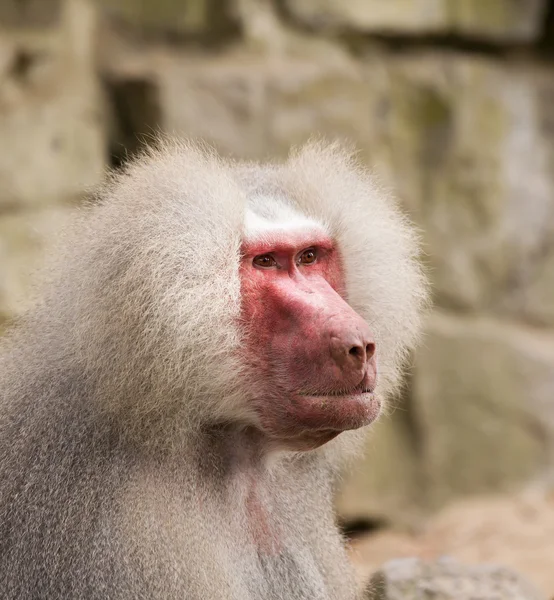 Male hamadryas baboon portrait Stock Image