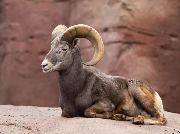 Oveja bighorn acostado en una roca —  Fotos de Stock