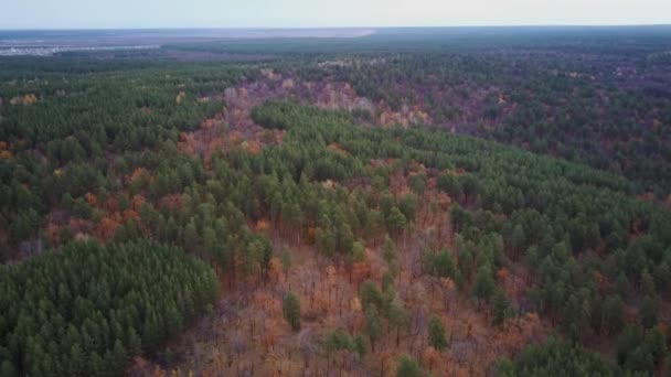 Vista Carretera Forestal Desde Quadcopter — Vídeos de Stock