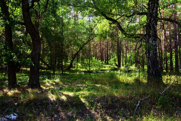 Troncos Uma Árvore Uma Floresta Misteriosa — Fotografia de Stock