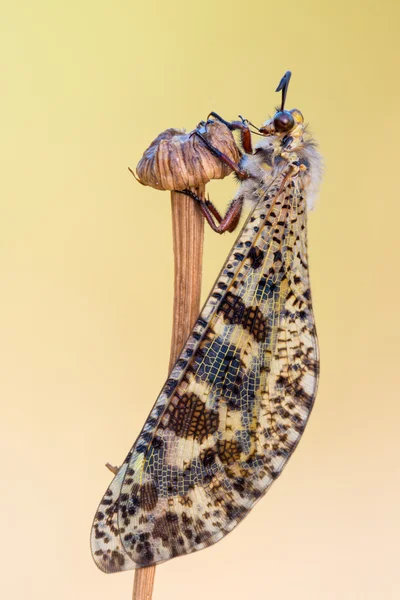 Antlion - Palpares libelluloide — Stok fotoğraf