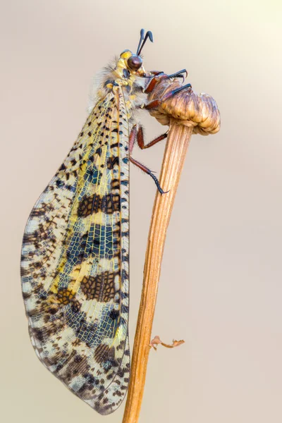 Antoleon - Palpares libelluloide — Foto Stock