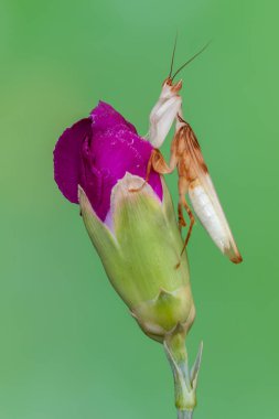 Peygamber devesi - yürüyen çiçek peygamberdevesi - Hymenopus coronatus