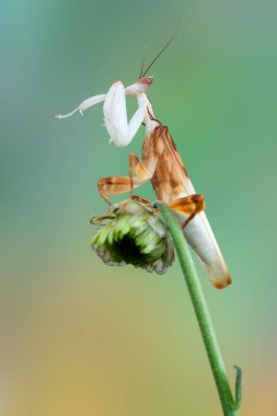 Mantis - walking flower mantis - Hymenopus coronatus clipart