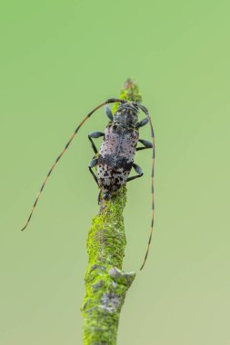 Longhorn böceği - Leiopus nebulosus - böcekler