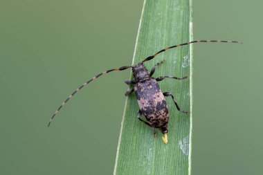 Longhorn böceği - Leiopus nebulosus - böcekler