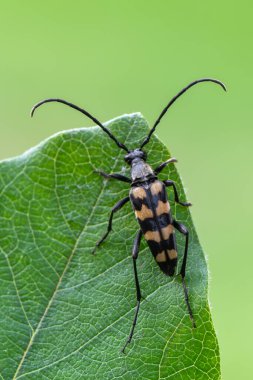 Böcek - Longhorn böceği - Leptura quadrifasciata