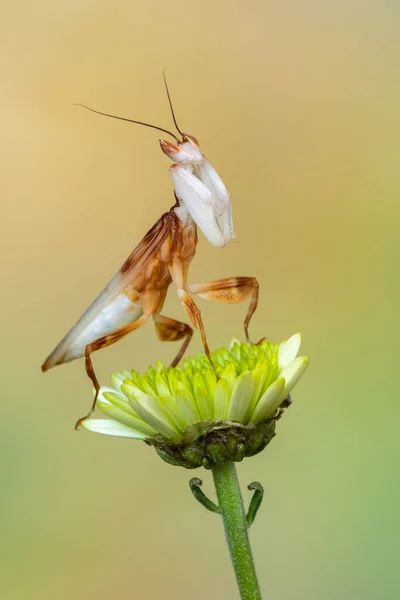 Gottesanbeterin Fußpilz Hymenopus Coronatus — Stockfoto