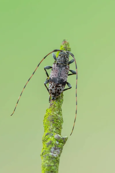 Longhorn Beetle Leiopus Nebulosus Insects — Stock Photo, Image