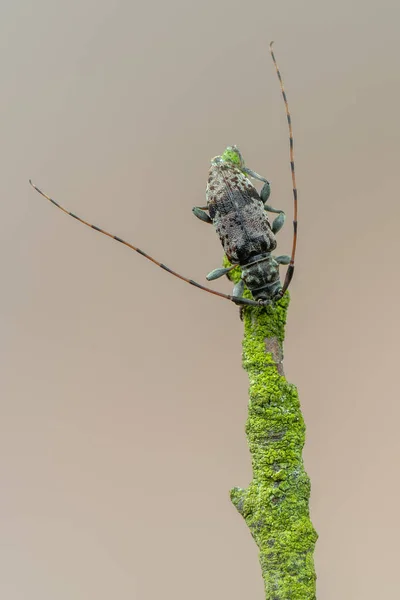 Longhorn Böceği Leiopus Nebulosus Böcekler — Stok fotoğraf