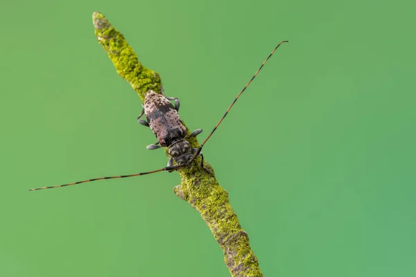 Longhorn Kever Leiopus Nebulosus Insecten — Stockfoto