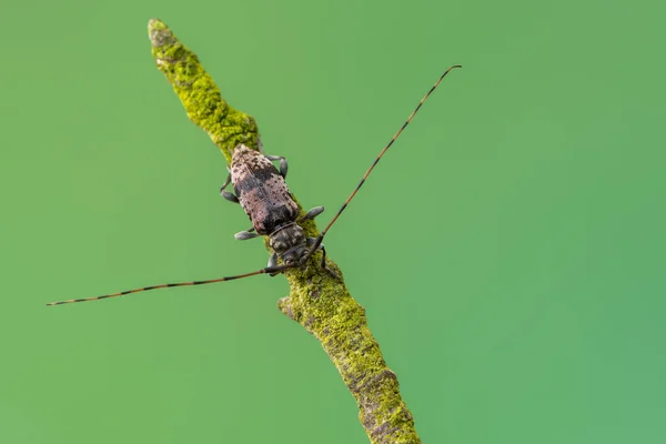 Besouro Longhorn Leiopus Nebulosus Insectos — Fotografia de Stock