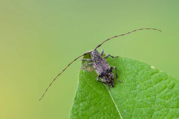 Escarabajo Cuerno Largo Leiopus Nebuloso Insectos —  Fotos de Stock