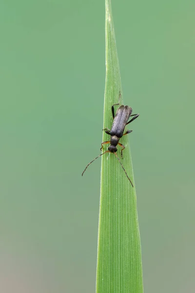 Insecto Escarabajo Cuerno Largo Grammoptera Ruficornis —  Fotos de Stock