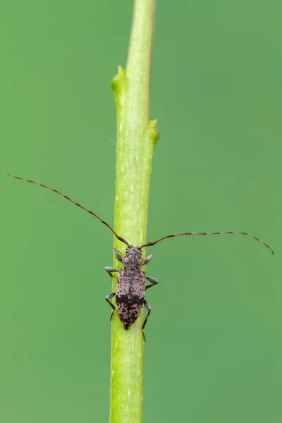 Långhornsskalbagge Leiopus Nebulosus Insekter — Stockfoto