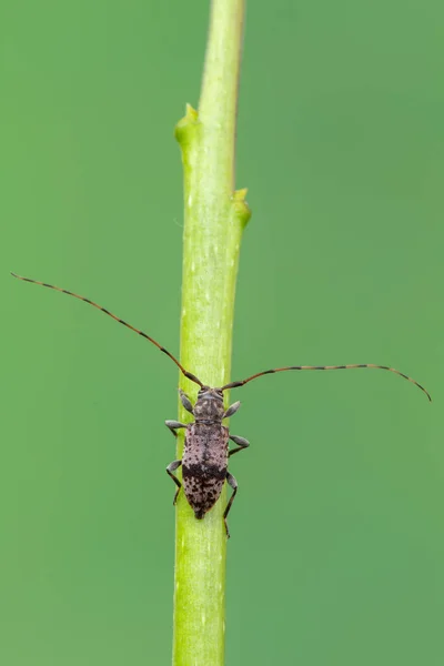 Besouro Longhorn Leiopus Nebulosus Insectos — Fotografia de Stock