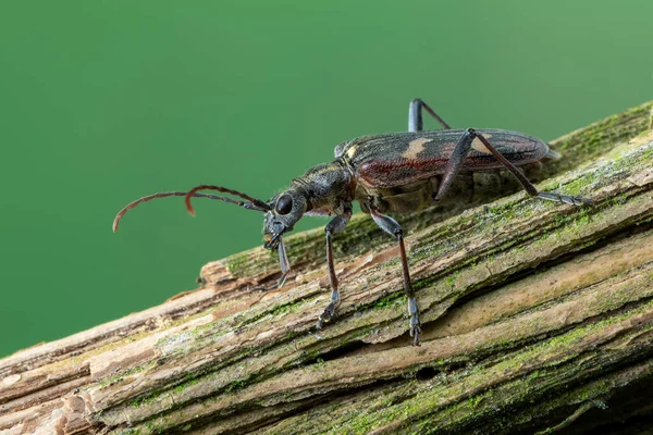 Insecto Besouro Longhorn Rhagium Bifasciatum — Fotografia de Stock