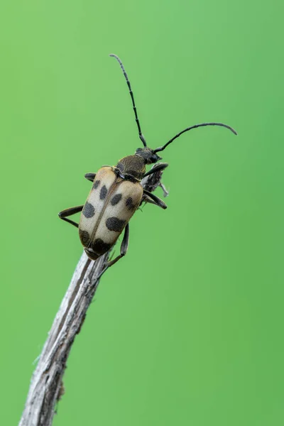 Insecte Longicorne Pachytodes Cerambyciformis — Photo
