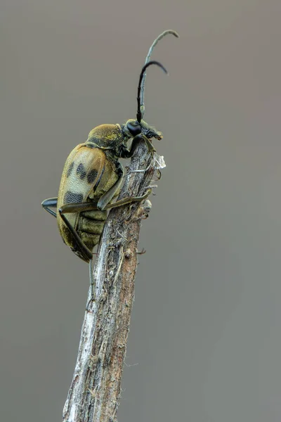 Insekt Laubholzbockkäfer Pachytodes Cerambyciformis — Stockfoto